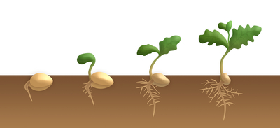 les étapes de la germination d'une graine