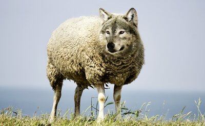 un mouton avec une tête de loup